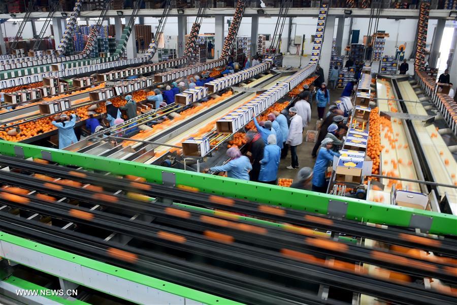 الصورة: مصر ثالث أكبر مصدر للبرتقال "اليوسفي" إلى الصين