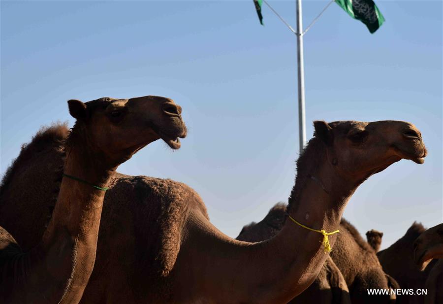 الصورة: 300 ألف زائر يحضرون "مهرجان الملك عبد العزيز للإبل" بالرياض