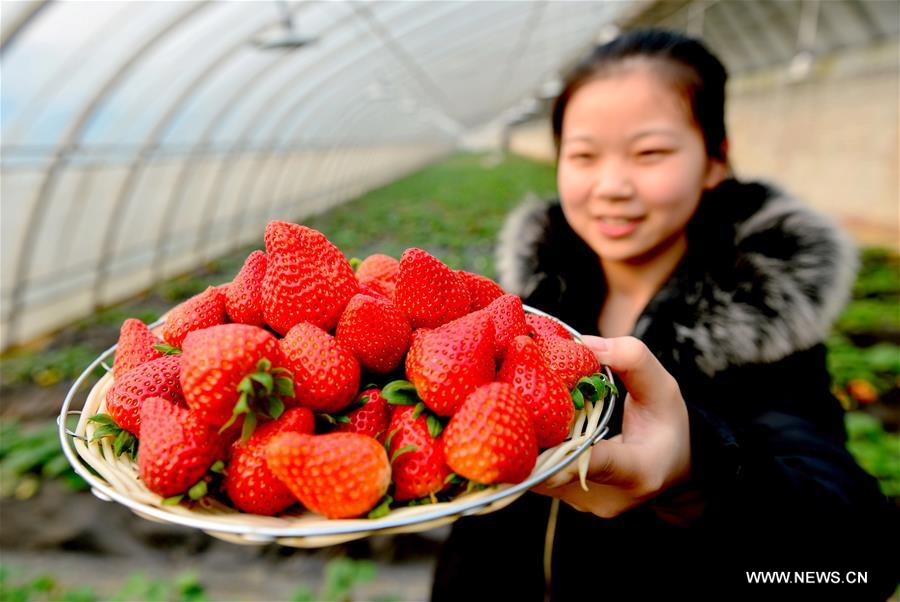 الصورة: نمو قطاع "المزارع الاقتصادية" في الصين