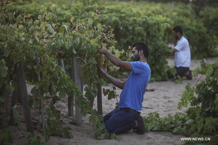 الصورة: مزارعون فلسطينيون يقطفون العنب في مزارعهم بغزة