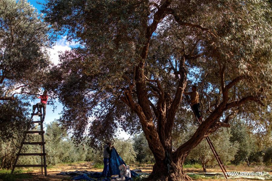 الصورة : مزارعون فلسطينيون يقطفون الزيتون في موسمه بغزة