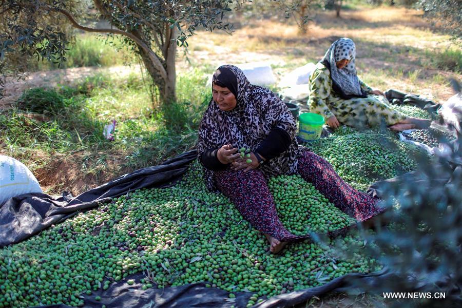 الصورة : مزارعون فلسطينيون يقطفون الزيتون في موسمه بغزة