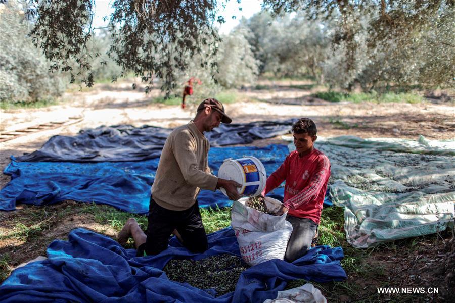 الصورة : مزارعون فلسطينيون يقطفون الزيتون في موسمه بغزة