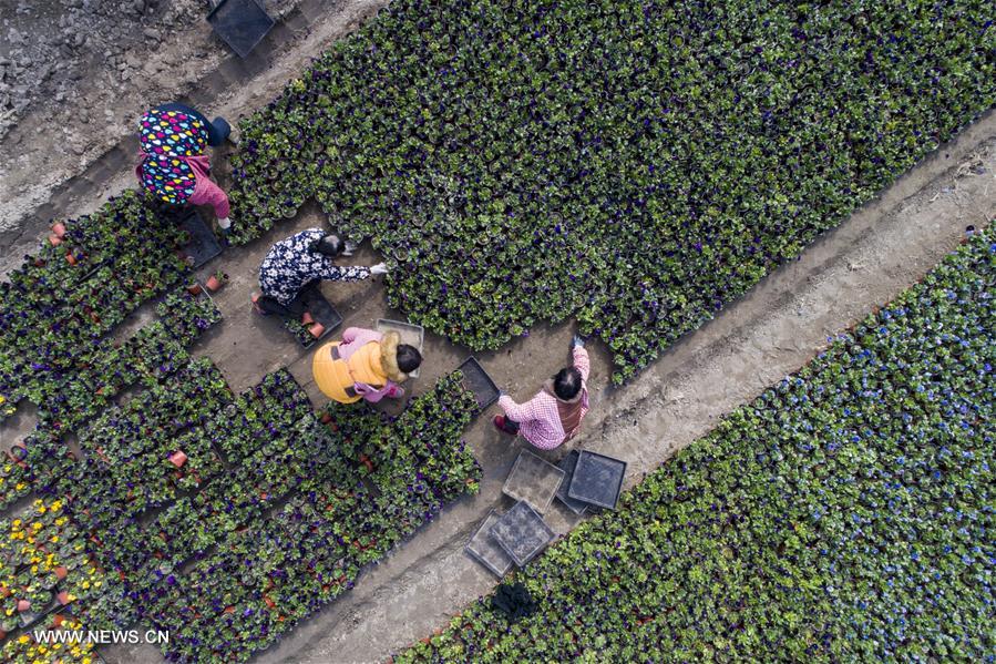 الصورة: "صناعة الجمال" تساعد على زيادة دخول المزارعين في مقاطعة جيانغسو 
