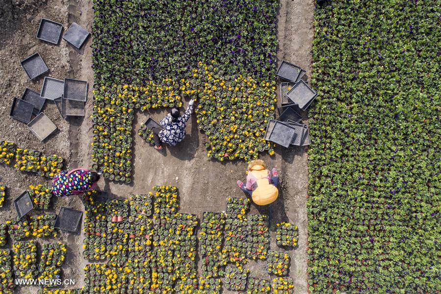 الصورة: "صناعة الجمال" تساعد على زيادة دخول المزارعين في مقاطعة جيانغسو 