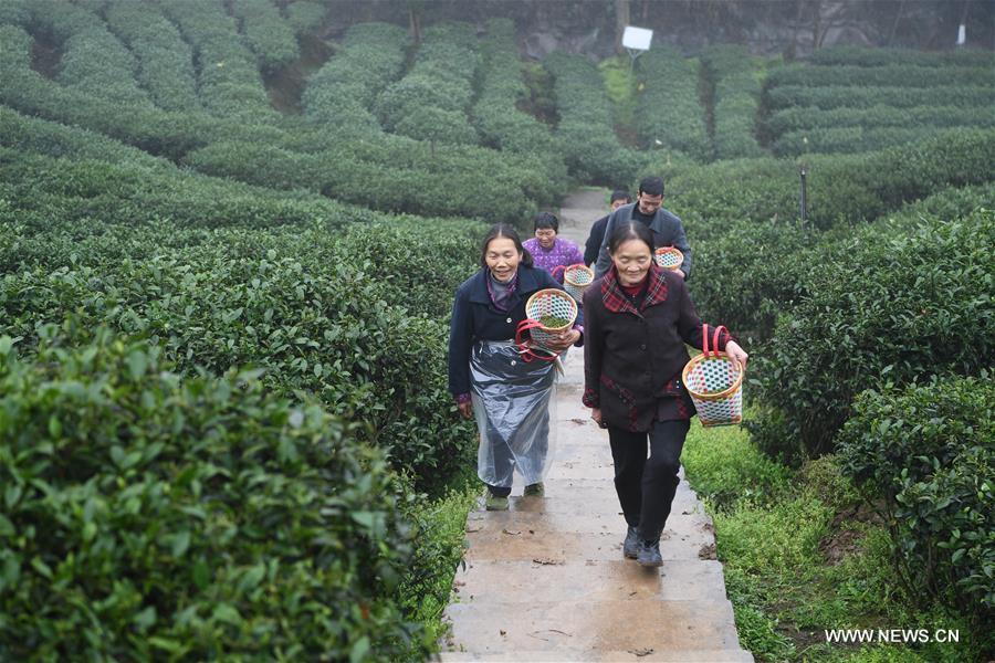 الصورة: قطف أوراق الشاي الربيعي في جنوب غربي الصين