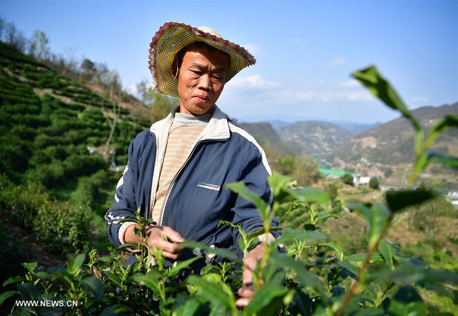 الصورة: حصاد الشاي الربيعي في الصين