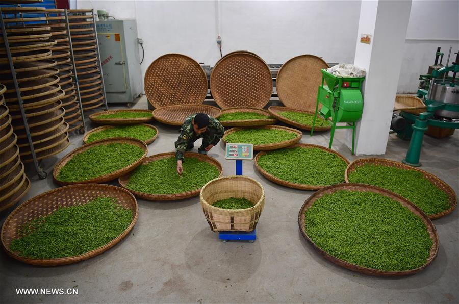 الصورة: حصاد الشاي الربيعي في الصين