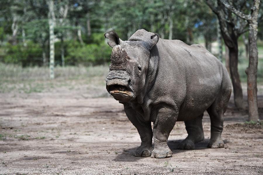 KENYA-OL PEJETA CONSERVANCY-NORTHERN WHITE RHINO