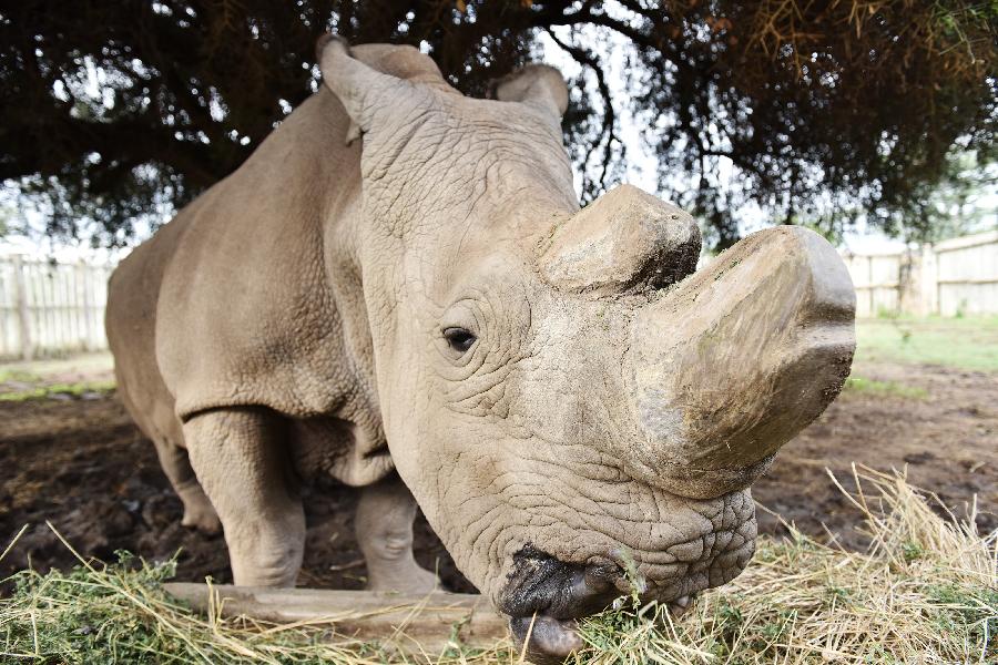 KENYA-OL PEJETA CONSERVANCY-NORTHERN WHITE RHINO