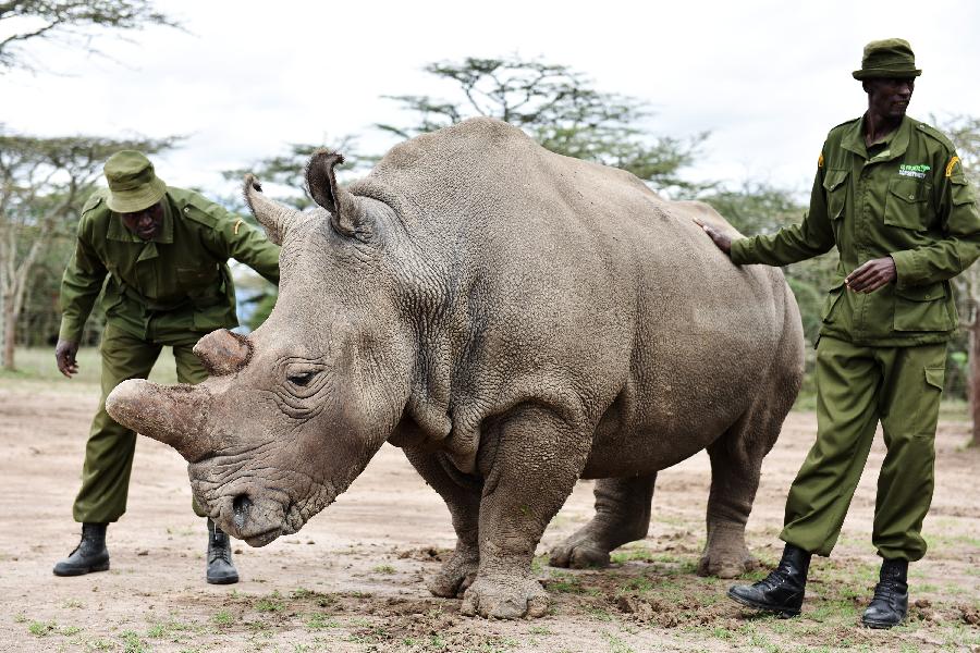 KENYA-OL PEJETA CONSERVANCY-NORTHERN WHITE RHINO