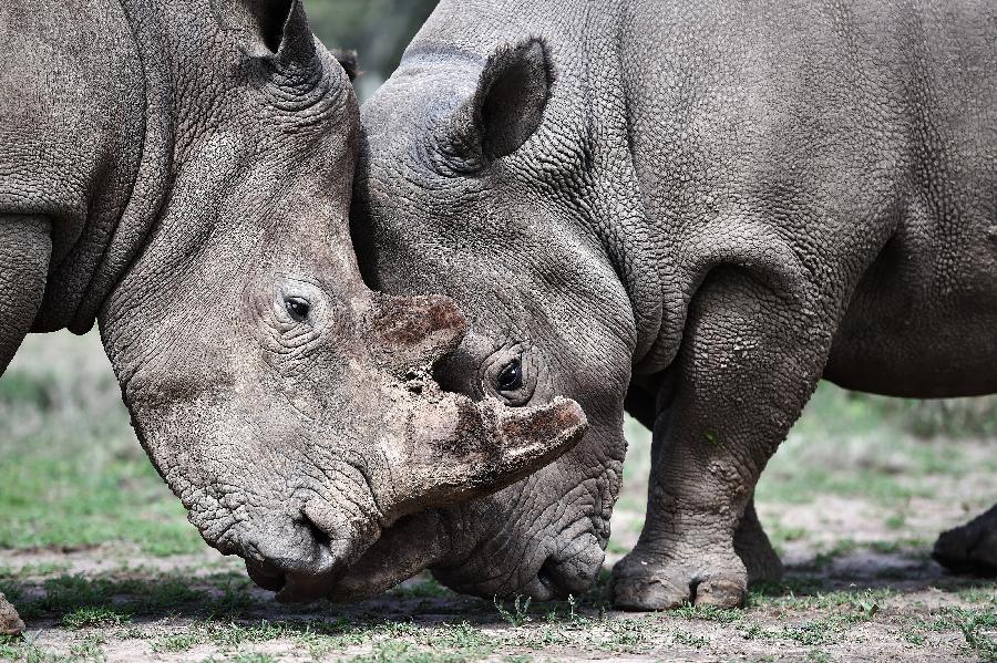 KENYA-OL PEJETA CONSERVANCY-NORTHERN WHITE RHINO