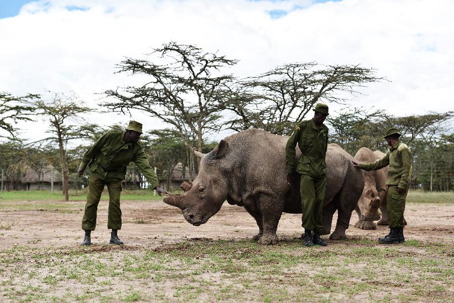 KENYA-OL PEJETA CONSERVANCY-NORTHERN WHITE RHINO