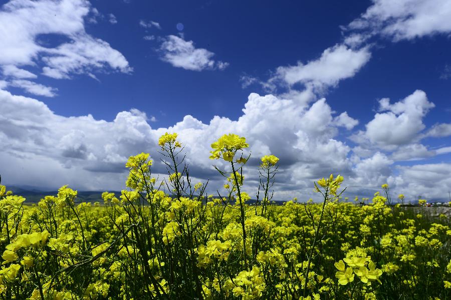 CHINA-QINGHAI-MENYUAN-RAPE FLOWER (CN)