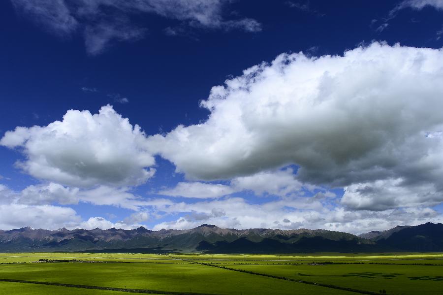 CHINA-QINGHAI-MENYUAN-RAPE FLOWER (CN)