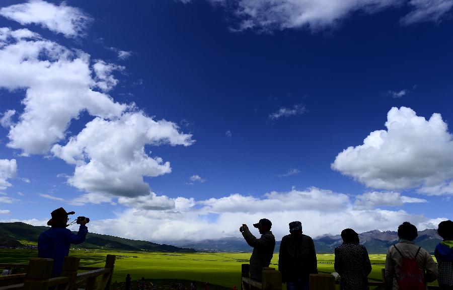 CHINA-QINGHAI-MENYUAN-RAPE FLOWER (CN)