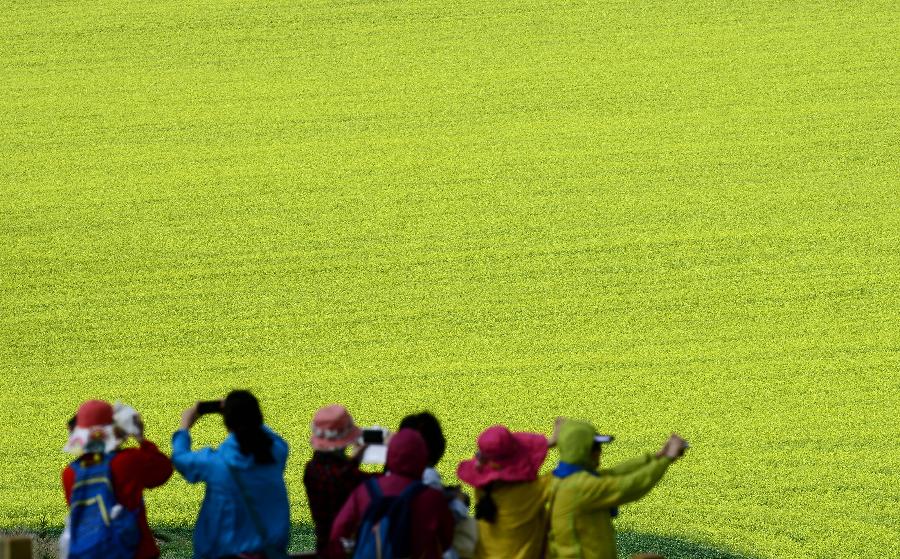 CHINA-QINGHAI-MENYUAN-RAPE FLOWER (CN)