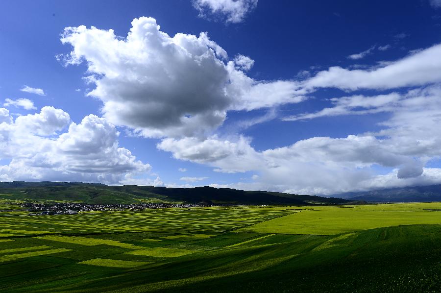 CHINA-QINGHAI-MENYUAN-RAPE FLOWER (CN)