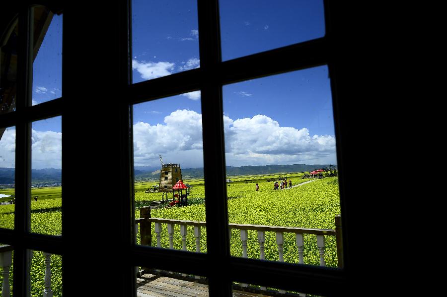 CHINA-QINGHAI-MENYUAN-RAPE FLOWER (CN)