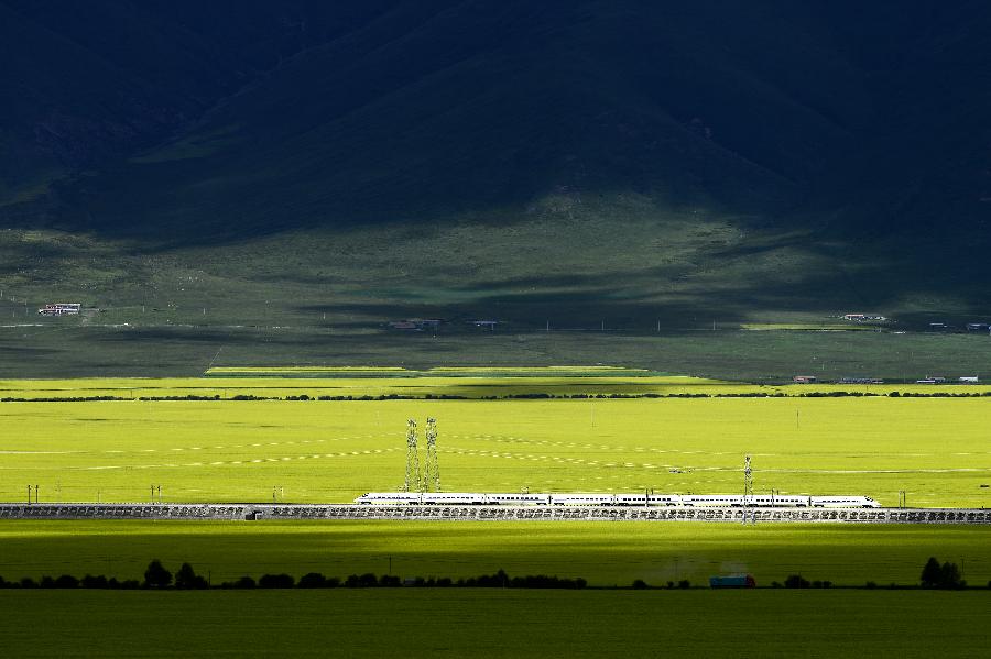 CHINA-QINGHAI-MENYUAN-RAPE FLOWER (CN)