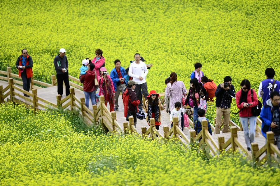 CHINA-QINGHAI-MENYUAN-RAPE FLOWER (CN)