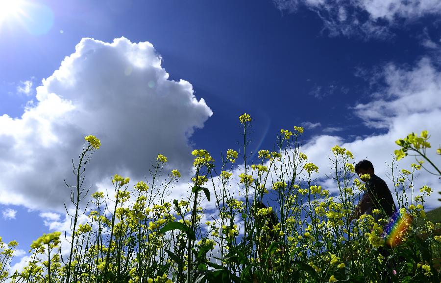 CHINA-QINGHAI-MENYUAN-RAPE FLOWER (CN)