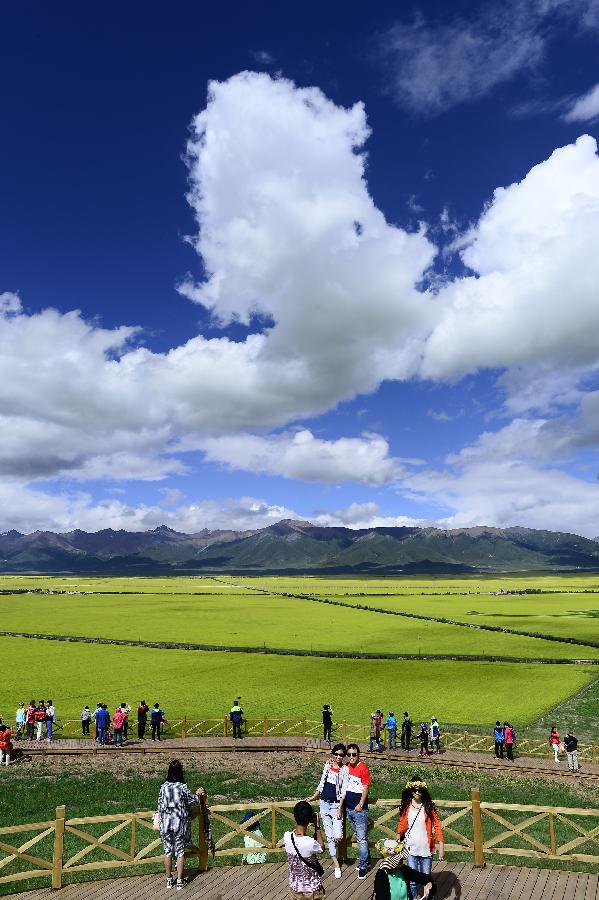 CHINA-QINGHAI-MENYUAN-RAPE FLOWER (CN)