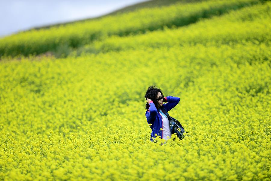 CHINA-QINGHAI-MENYUAN-RAPE FLOWER (CN)