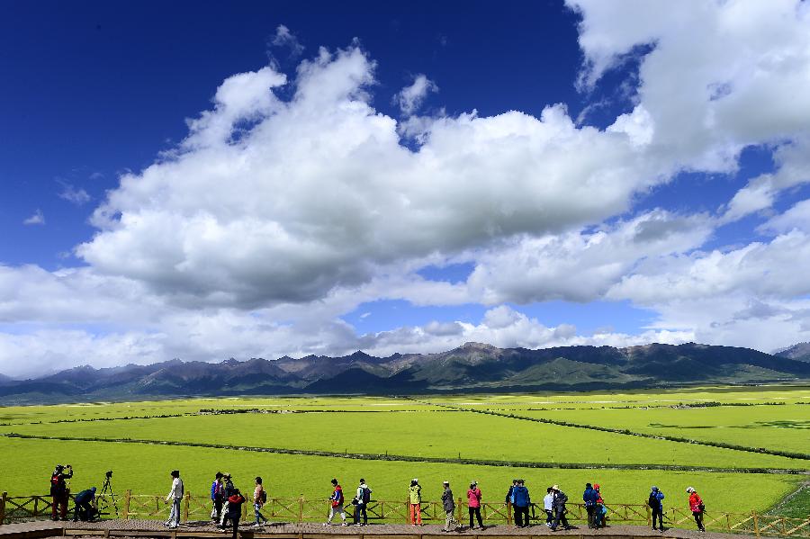 CHINA-QINGHAI-MENYUAN-RAPE FLOWER (CN)