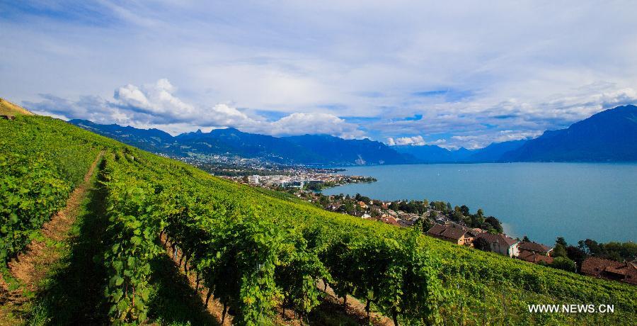 （国际）（1）瑞士拉沃梯田式葡萄园即将迎来丰收季