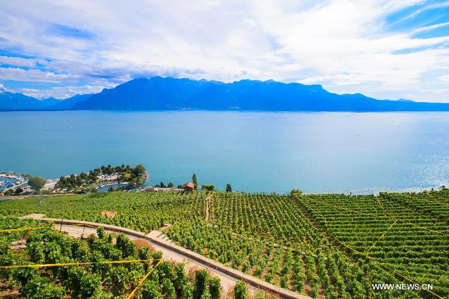 （国际）（3）瑞士拉沃梯田式葡萄园即将迎来丰收季