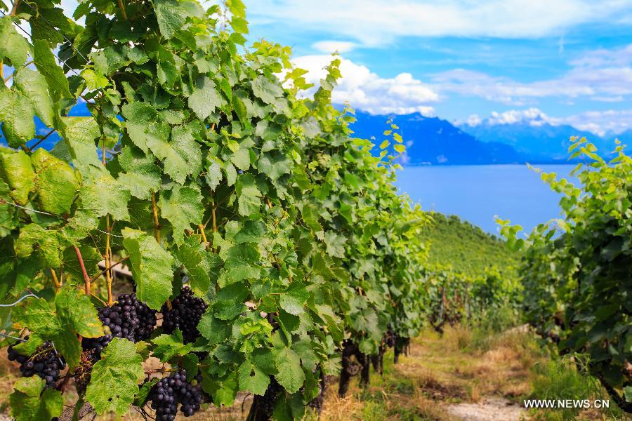 （国际）（2）瑞士拉沃梯田式葡萄园即将迎来丰收季