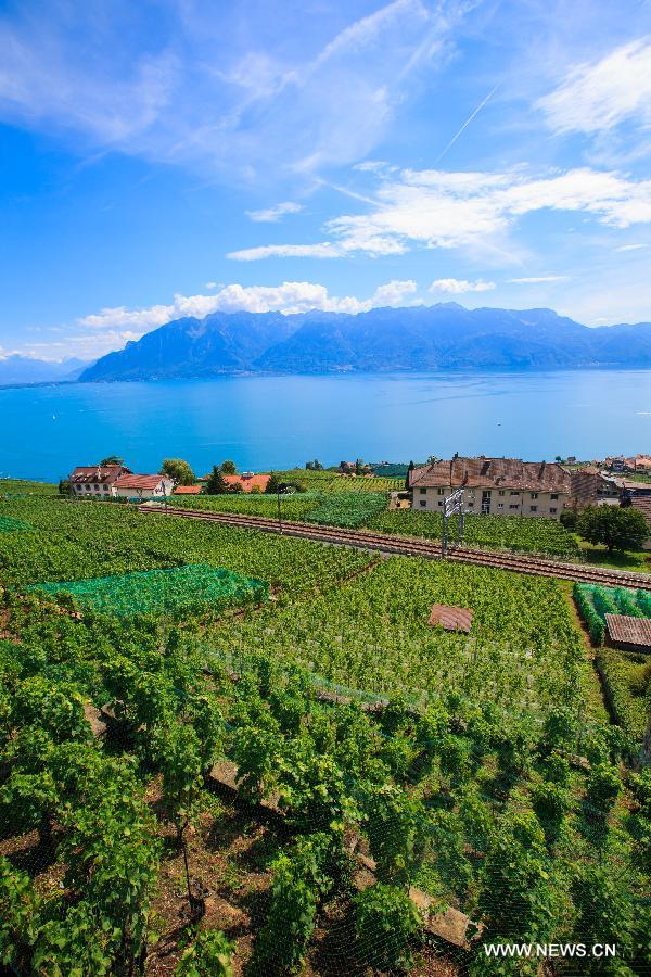 （国际）（4）瑞士拉沃梯田式葡萄园即将迎来丰收季