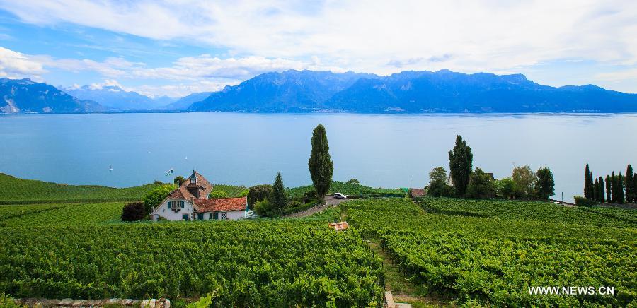 （XHDW）（1）瑞士拉沃梯田式葡萄园即将迎来丰收季