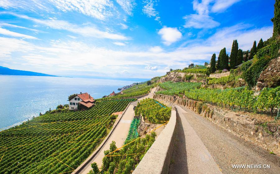 （XHDW）（2）瑞士拉沃梯田式葡萄园即将迎来丰收季