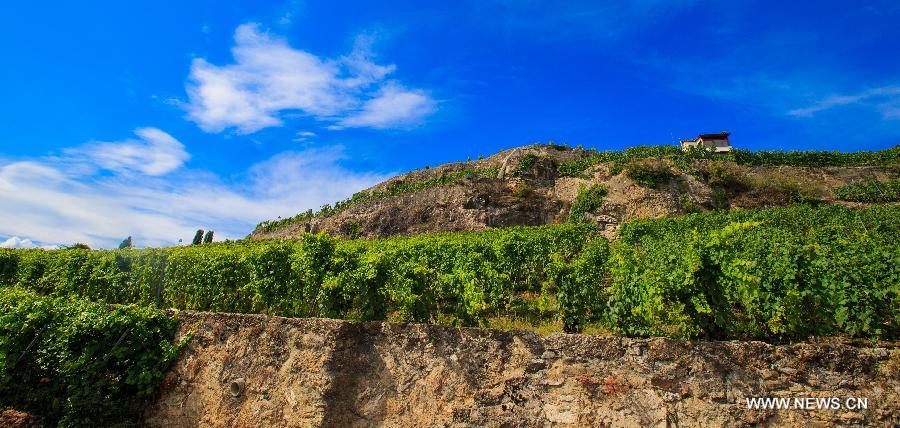 （XHDW）（3）瑞士拉沃梯田式葡萄园即将迎来丰收季