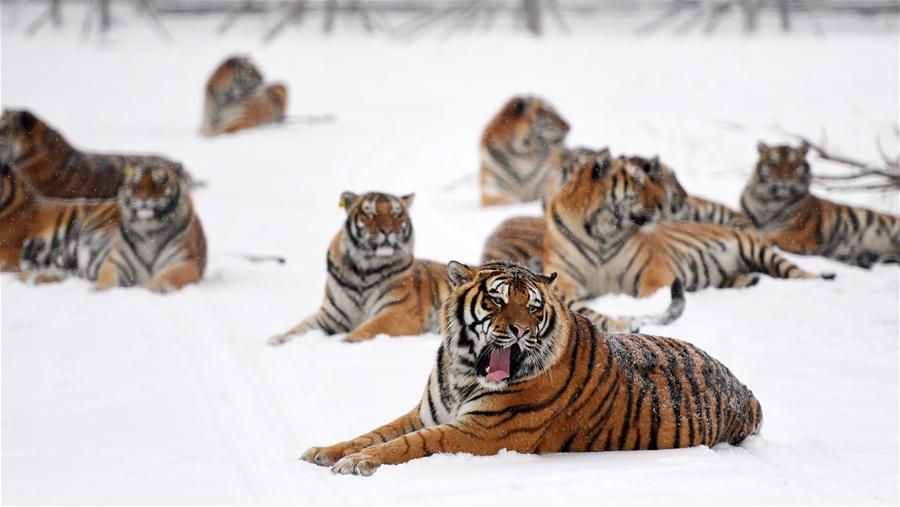 CHINA-HEILONGJIANG-SIBERIAN TIGER (CN) 