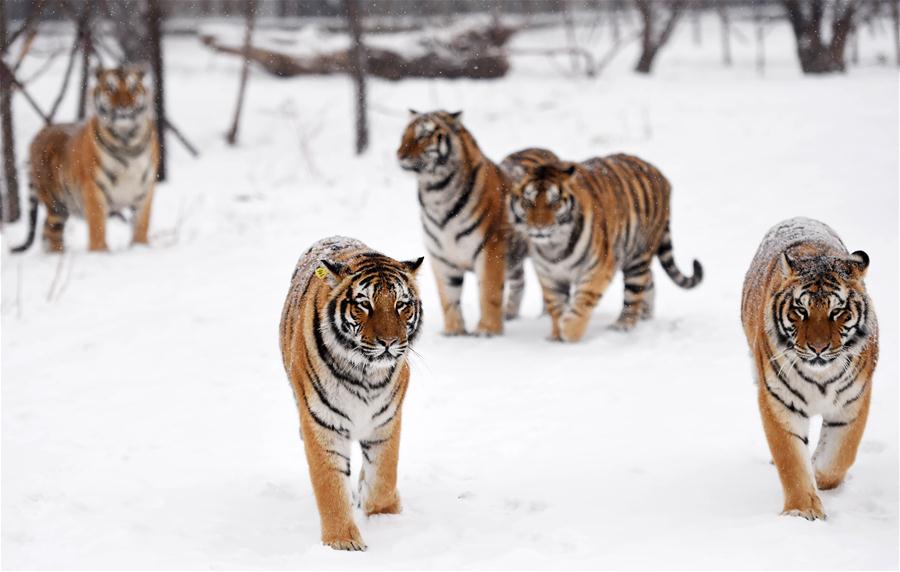 CHINA-HEILONGJIANG-SIBERIAN TIGER (CN) 