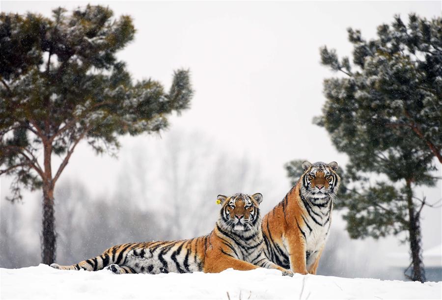 CHINA-HEILONGJIANG-SIBERIAN TIGER (CN) 