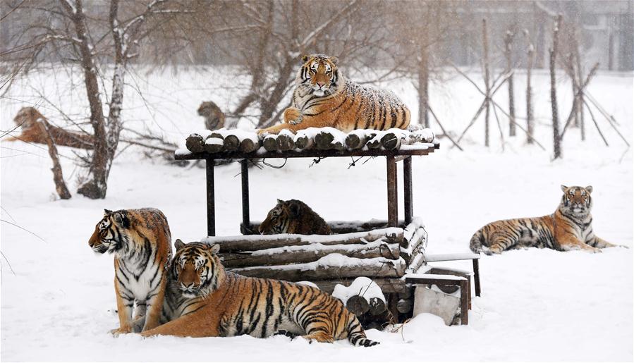 CHINA-HEILONGJIANG-SIBERIAN TIGER (CN) 