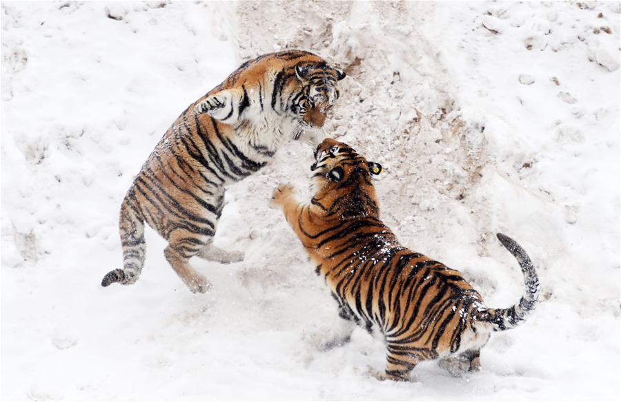 CHINA-HEILONGJIANG-SIBERIAN TIGER (CN) 