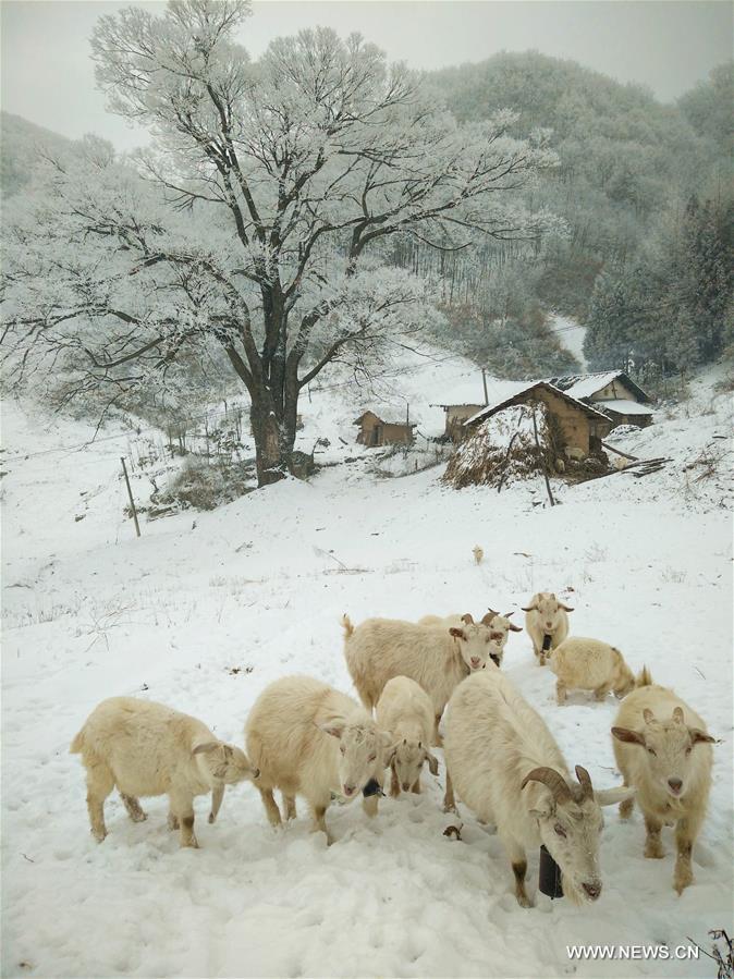 #CHINA-HUBEI-XIANGYANG-RIME SCENERY (CN)