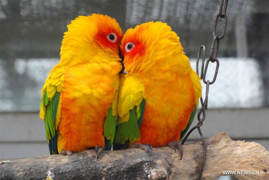 #CHINA-VALENTINE'S DAY-PARROTS (CN) 