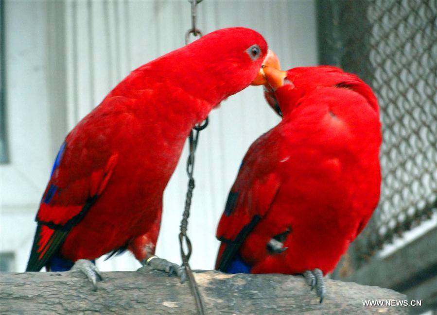 #CHINA-VALENTINE'S DAY-PARROTS (CN) 