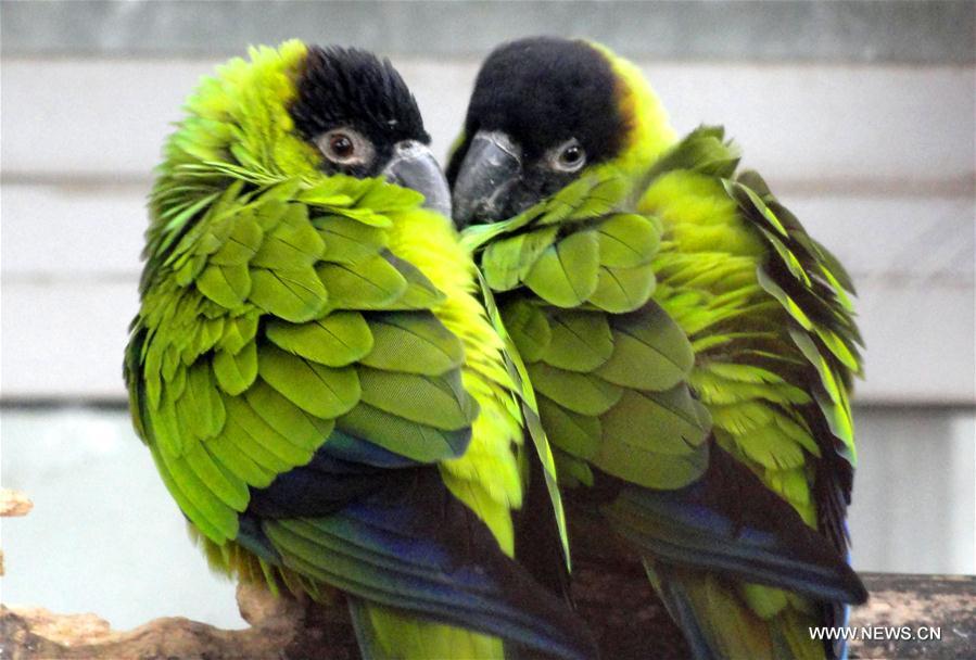 #CHINA-VALENTINE'S DAY-PARROTS (CN) 