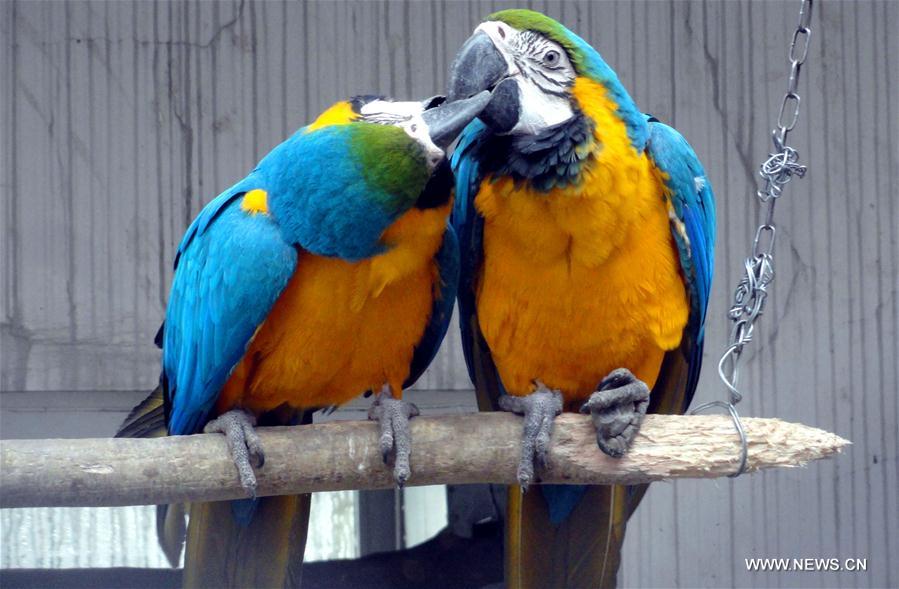 #CHINA-VALENTINE'S DAY-PARROTS (CN) 