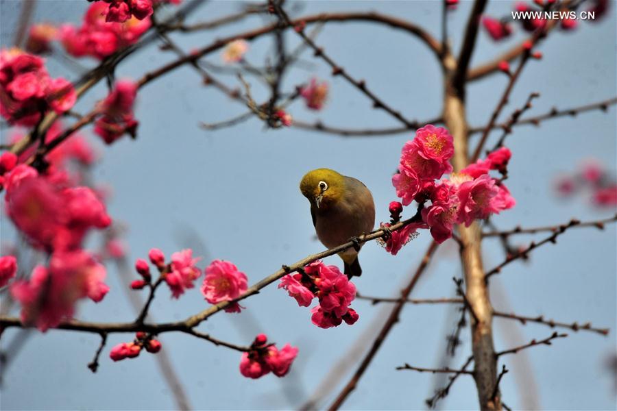 #（生态）（2）花间春色