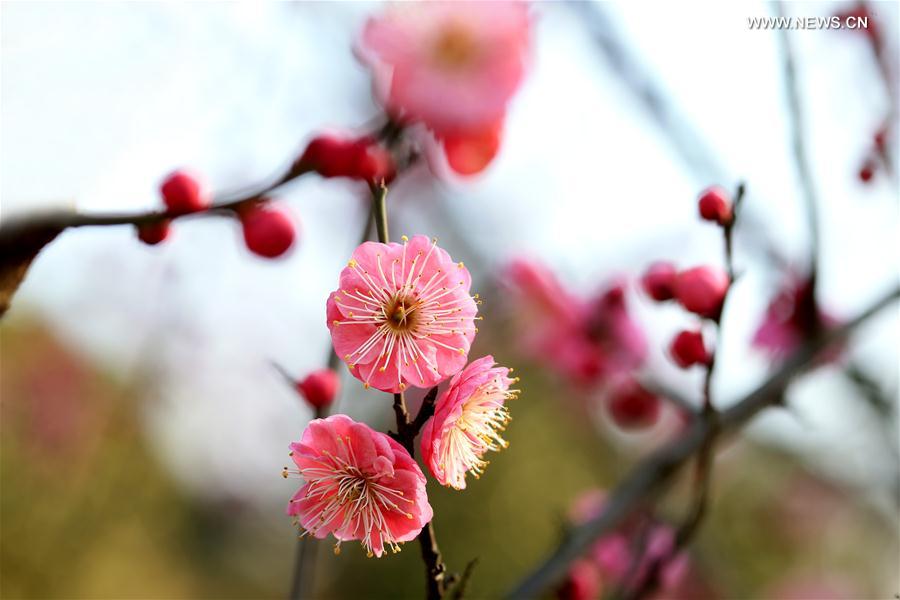 #（生态）（5）花间春色