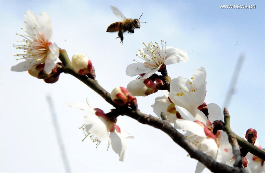 #（生态）（6）花间春色