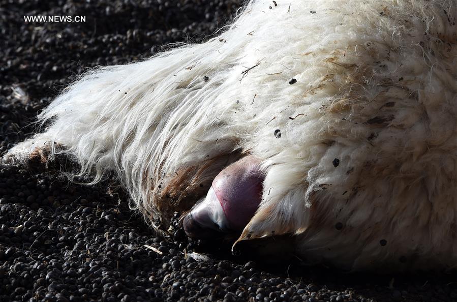 CHINA-TIBET-DAMXUNG-SHEEP-BIRTH SEASON (CN)